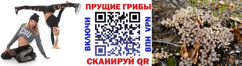 как найти закладки Юрга Псилоцибиновые грибы MAGIC MUSHROOMS